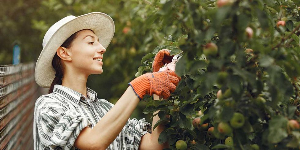 How to Care for Young Fruit Trees - Arborist Guide